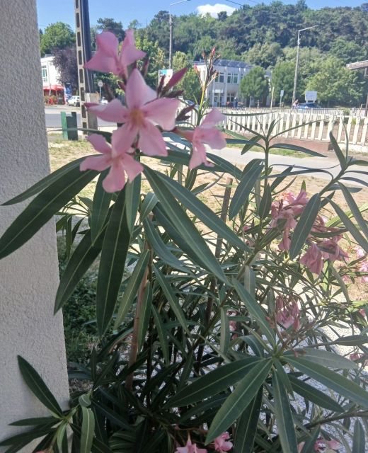 Hűvös Apartman Balatonboglár