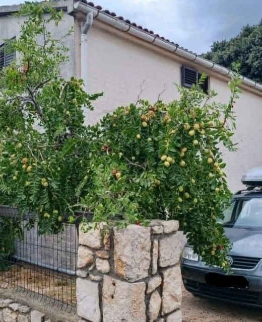 Apartments With Parking Space Mandre, Pag - 24574 Mandre