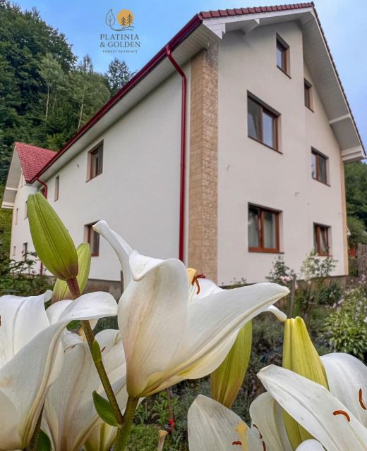 Golden Forest Retreat Iod
