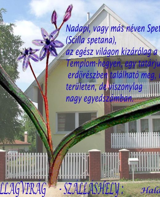 Nadapi Csillagvirág Apartman Nadap