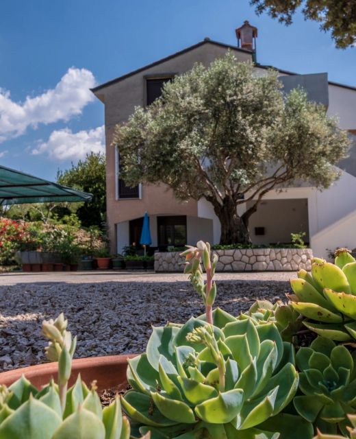 Apartments Villa Ana Palit