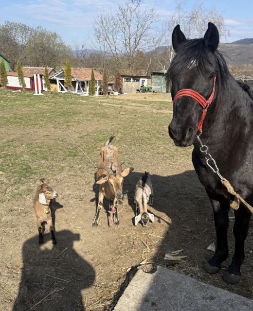 Casa Horse Garden Câţcău