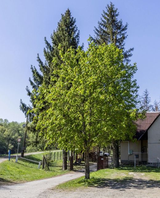 Longi Öregnyár Vadászház