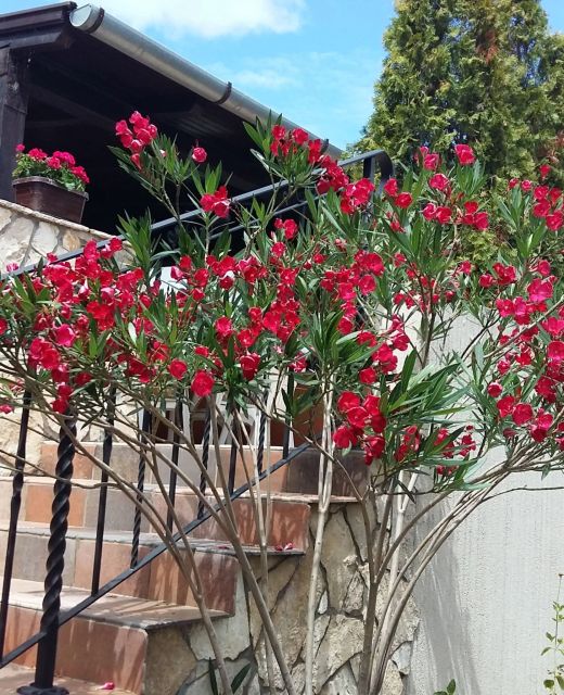 Bódis Apartman Zalakaros