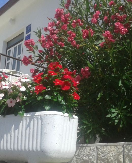 Apartman Dragica Beg Banjol Rab