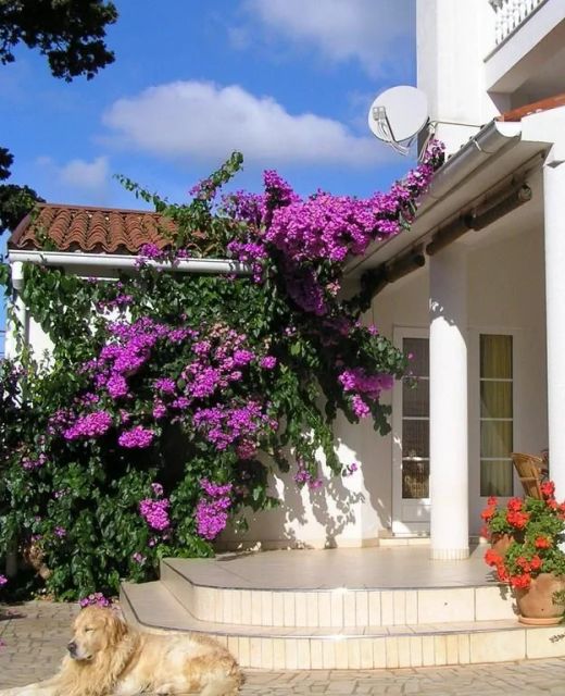 Apartments Paloma Blanca Medulin
