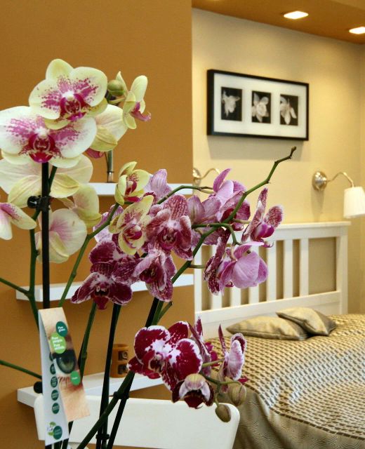 Orchidea Apartman Eger