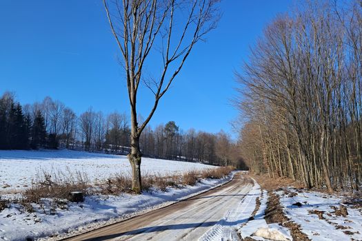 Na Kaszubach jeszcze biało, a zimowy las zdradza swoje tajemnice