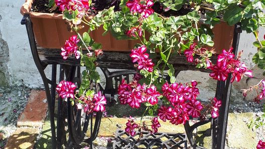 Csóka Apartman Pápa (1)