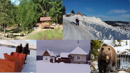 Casa Rustică la Marginea Pădurii Vărșag (1)