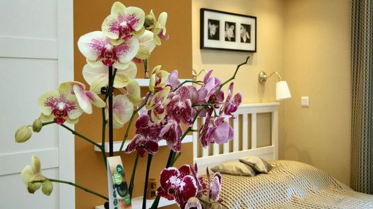 Orchidea Apartman Eger (1)