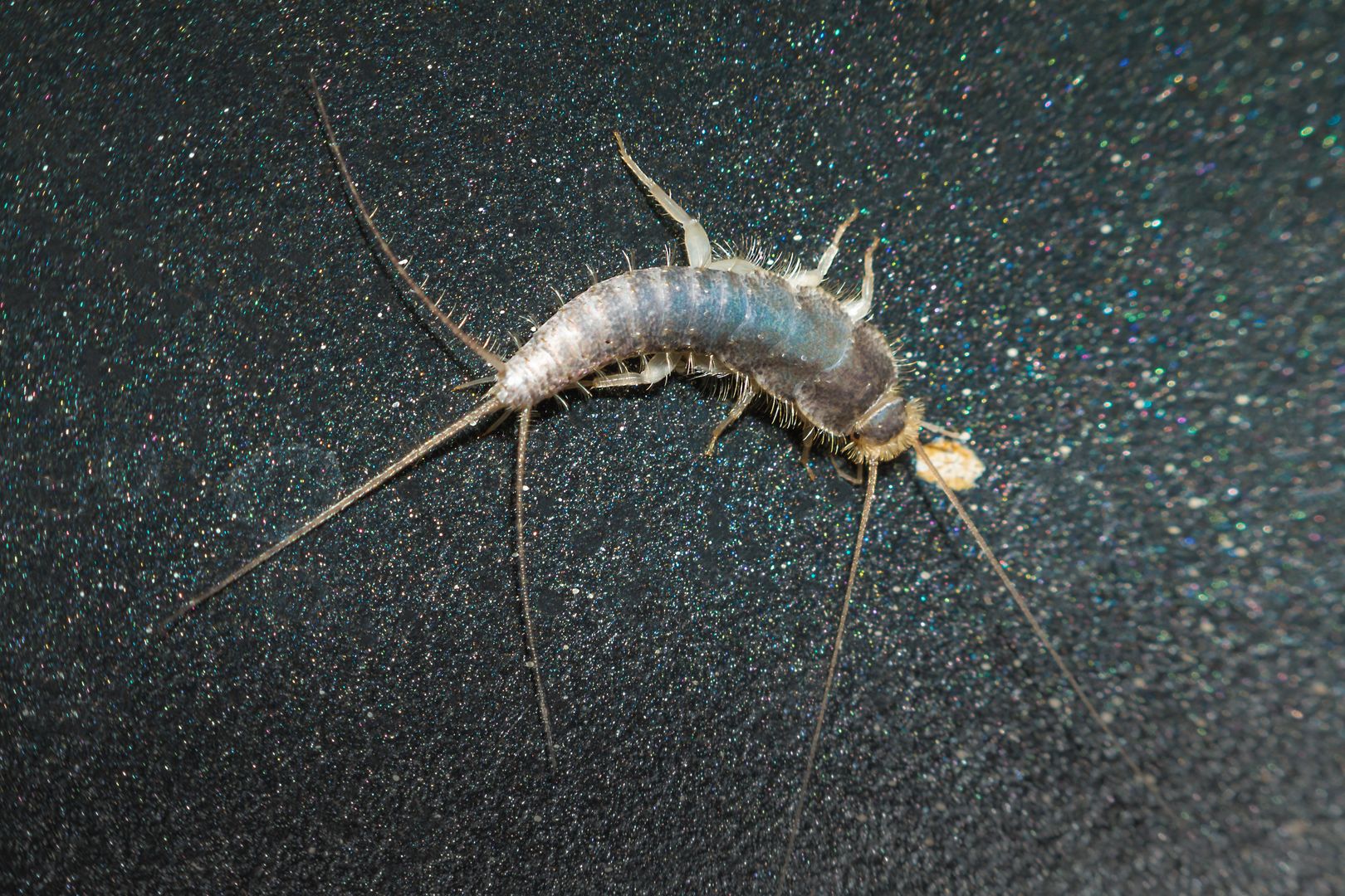 Avoid silverfish infestation at home with these simple deterrents