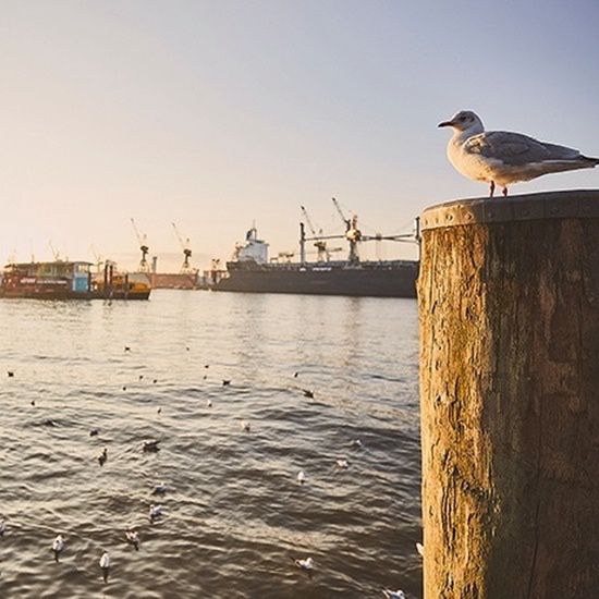 Port Hamburga
