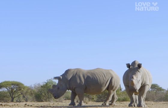 Nowy kanał 4K w Play. Wkrótce możliwa kolejna nowość