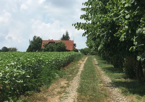 Mogyoró Sor Vendégház Kékesd