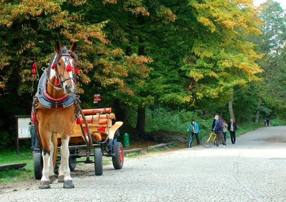 Dream Team Zamoyskiego 4 Bydgoszcz