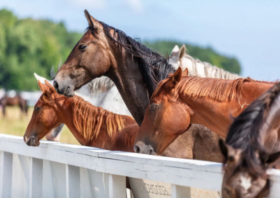 Hotel & Spa Kadyny Folwark Tolkmicko