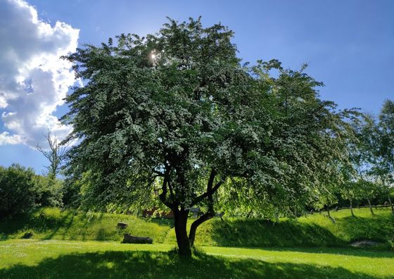 Agroturystyka Sonĝo