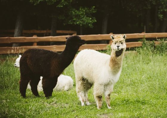 Agroturystyka Stajnia KANTHAKA Jedwabno