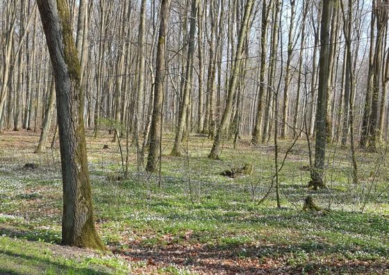 Apartamenty Bukowa Ostoja Nakielno