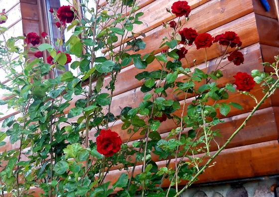 Domek SADKOWO - wśród jabłoni z balią ogrodową Wielin