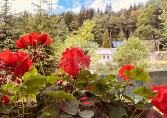 Chata U Skota Janov nad Nisou