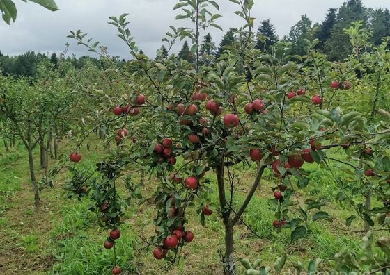 Agro Eko Zacisze Kęty
