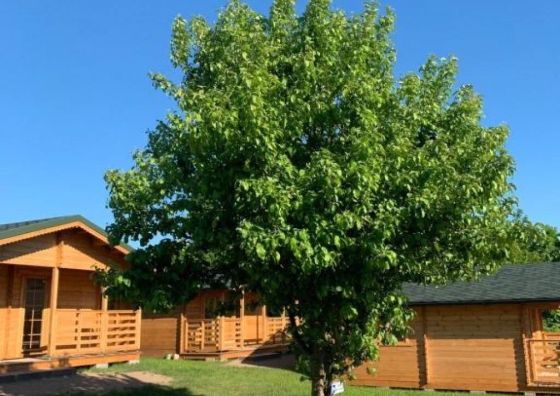 Pod Dziką Jabłonią 1