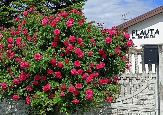 Flauta Apartamenty Rodzinne Mielenko