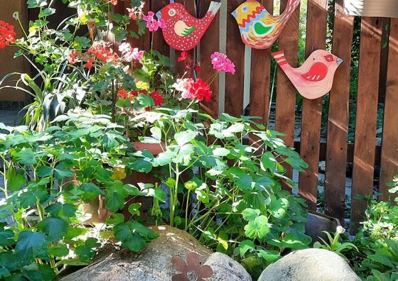 Agroturystyka noclegi Szumera-Bis Zarudnia