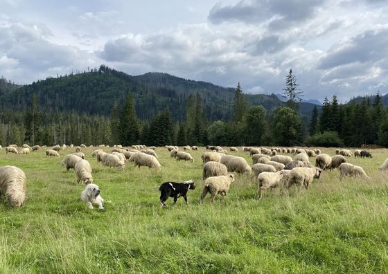 Apartamenty u GIEWONTA Zakopane