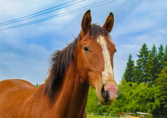 Ranczo Zwierzyniec Noclegi Jordanów