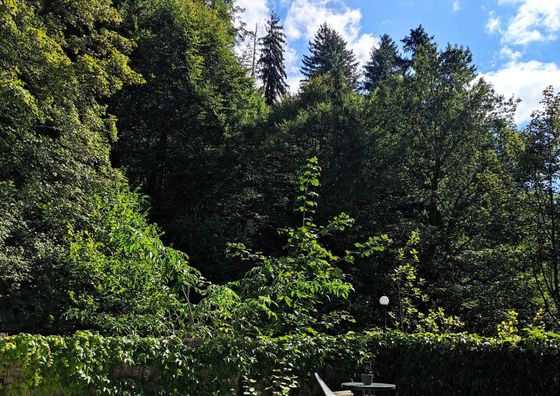 Pokoje Muszynka Guest House Muszyna