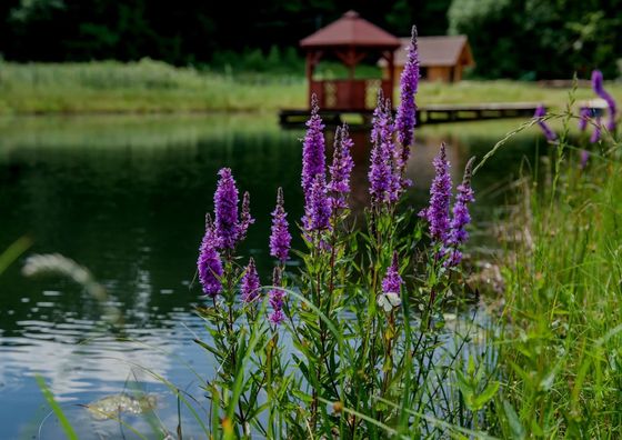 Ranczo Czerwony Młyn Ogrodzieniec
