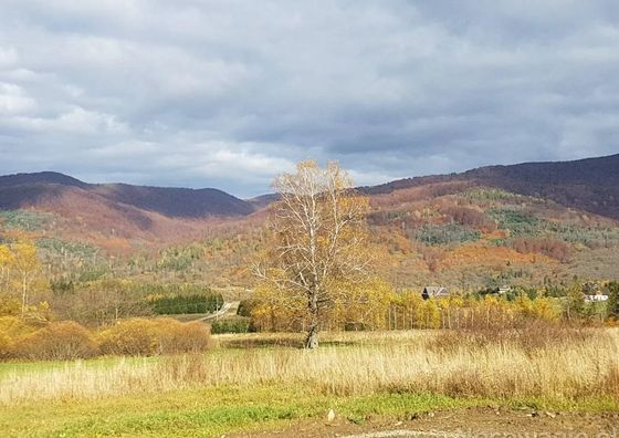 Pańskiemisie - Domki Całoroczne Sauna Jacuzzi Smerek