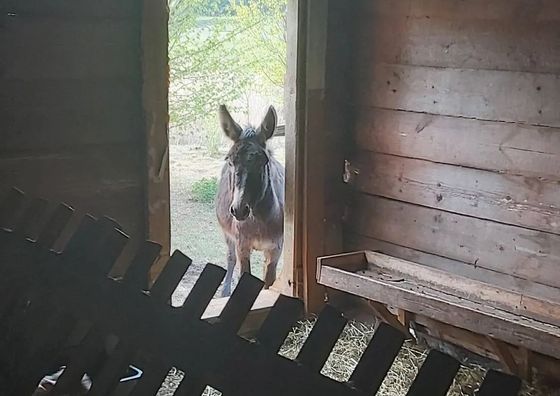 Wiejskie podwórze Ekologiczne, agroturystyka Białowieża