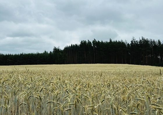 U Progu Lasu - Szteklin
