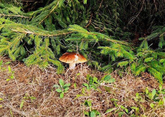 Życia Smak Life's Flavour