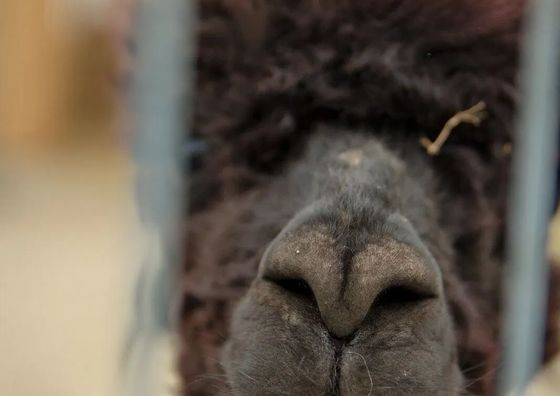 Catalpa Camp**** Ośrodek Rekreacyjno-Wypoczynkowy n/j.Gopło