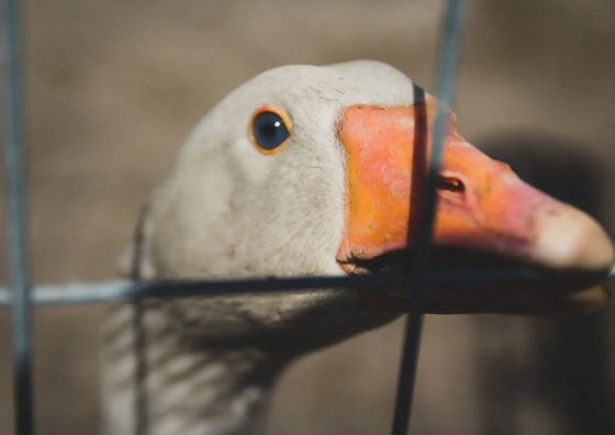 Catalpa Camp**** Ośrodek Rekreacyjno-Wypoczynkowy n/j.Gopło