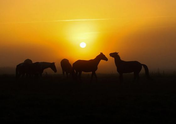 Gospodarstwo Agroturystyczne Sasek