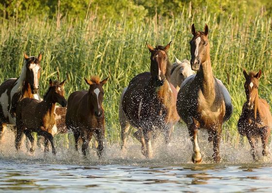 Gospodarstwo Agroturystyczne Sasek