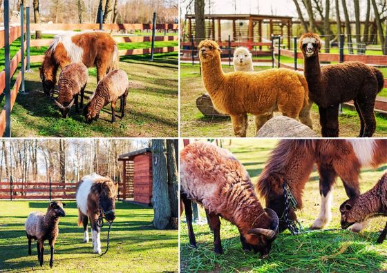 Baltic Natur Park - Holiday Resort Niechorze