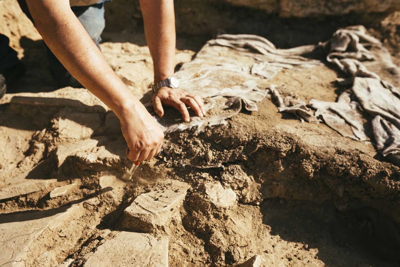 A new dinosaur. Excavation reveals Lokiceratops, a horned giant of Montana