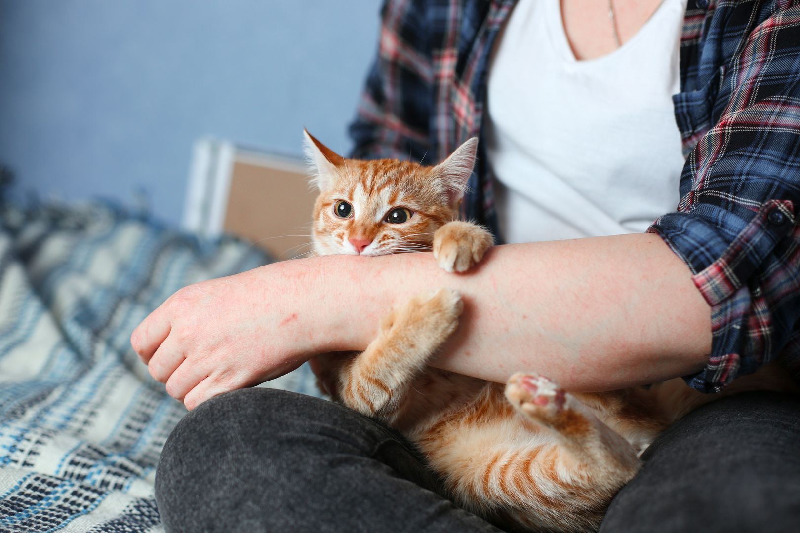 Scientists uncover reasons behind cats' furniture scratching and solutions