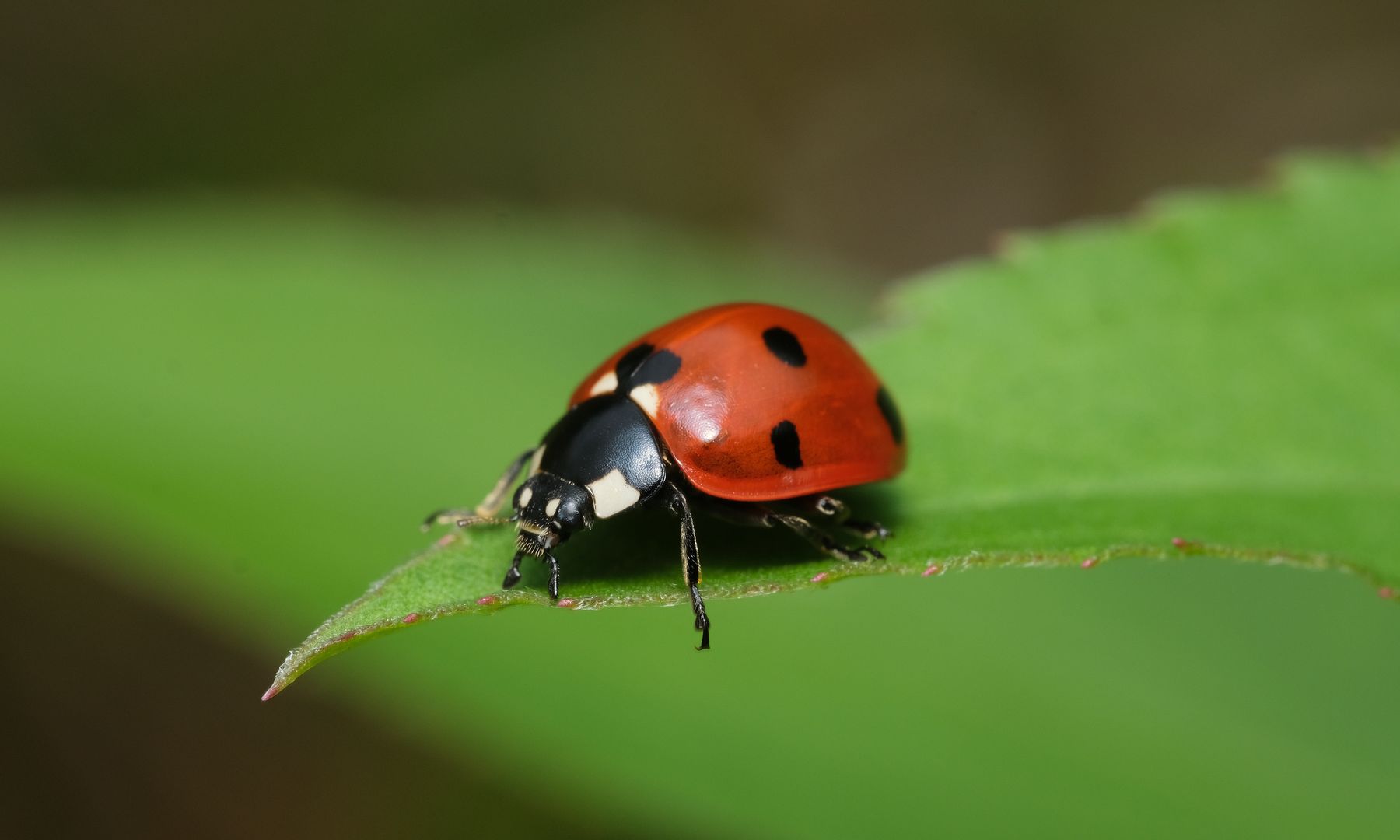 Attracting ladybugs: A practical, eco-friendly strategy to guard