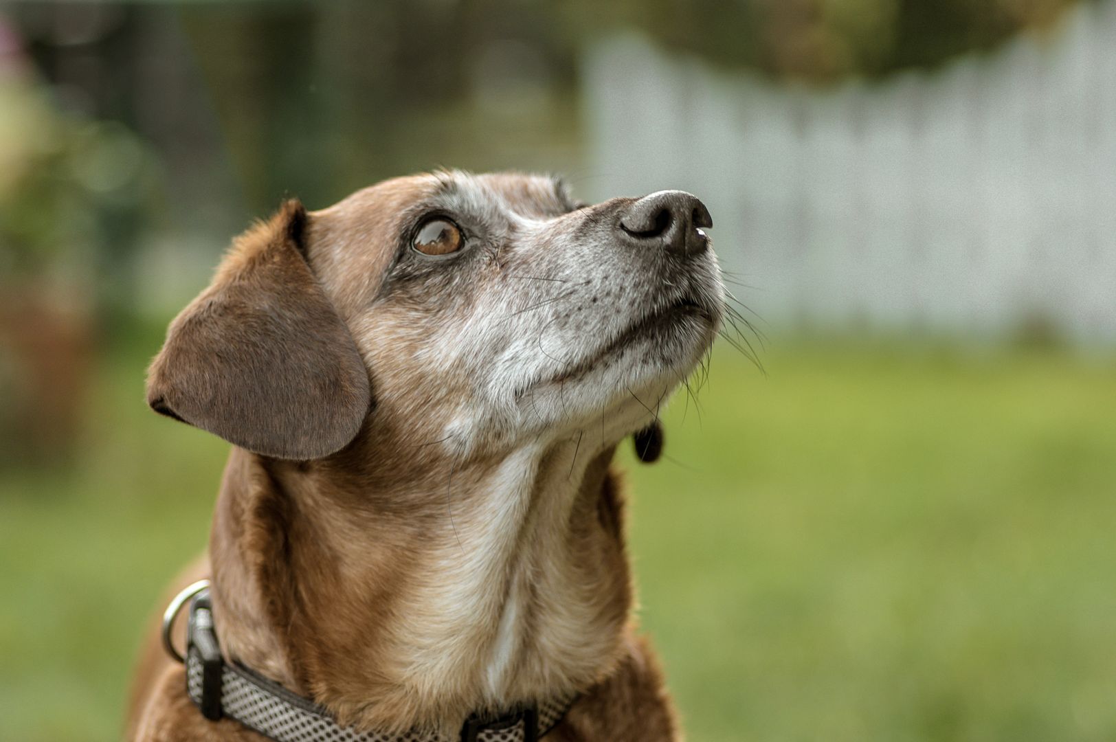 Why dog ear care matters avoiding pain and infections