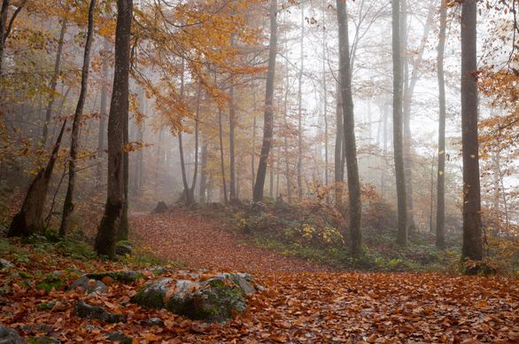 Działka leśna – czy można wybudować dom na działce leśnej?