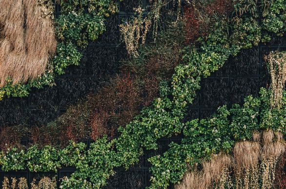 Ogród wertykalny - czym jest i jak go zaaranżować?