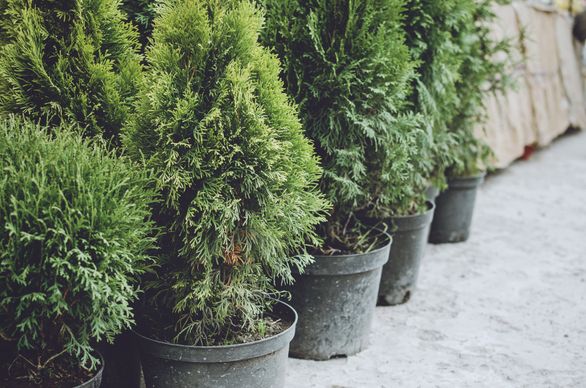 Jak dbać o choinkę w doniczce w domu? Czy możemy ją potem przesadzić?